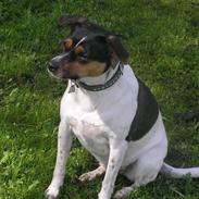 Dansk svensk gaardhund Minnie