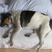 Dansk svensk gaardhund Minnie