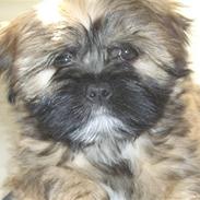 Lhasa apso Bailey
