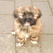 Lhasa apso Bailey