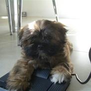 Lhasa apso Bailey