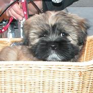 Lhasa apso Bailey