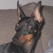 Blanding af racer Mini Maggie