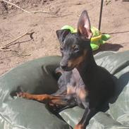 Blanding af racer Mini Maggie