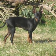 Blanding af racer Mini Maggie