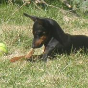 Blanding af racer Mini Maggie