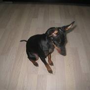 Blanding af racer Mini Maggie