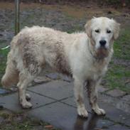 Golden retriever Oskar