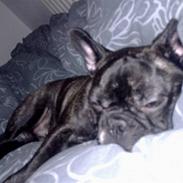 Fransk bulldog Oscar