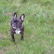 Fransk bulldog Oscar