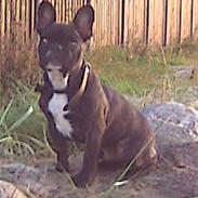 Fransk bulldog Oscar
