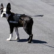 Boston terrier Malou