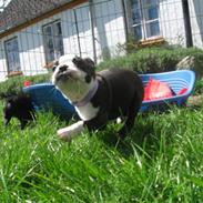 Boston terrier Malou