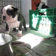 Boston terrier Malou