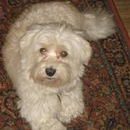 Bichon havanais Milo