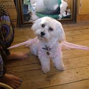 Bichon havanais Milo