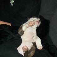 Amerikansk staffordshire terrier Zareska