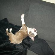 Amerikansk staffordshire terrier Zareska