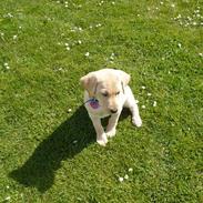 Labrador retriever Senta [BABY]