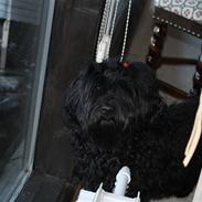 Bichon havanais Trille<3 Min!