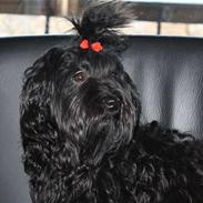 Bichon havanais Trille<3 Min!