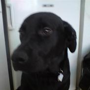 Blanding af racer Zako