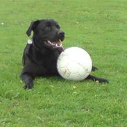 Blanding af racer Zako