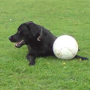 Blanding af racer Zako