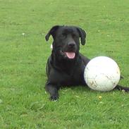 Blanding af racer Zako