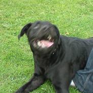 Blanding af racer Zako