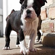 Boston terrier Holger