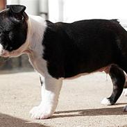 Boston terrier Holger