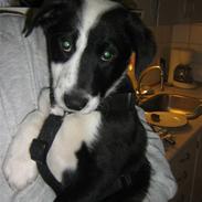 Border collie Mickey