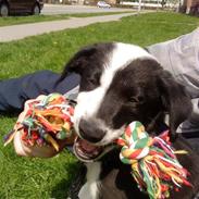 Border collie Mickey