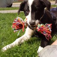 Border collie Mickey