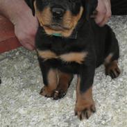 Rottweiler Vom house nomis Karino II