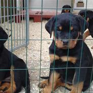 Rottweiler Vom house nomis Karino II