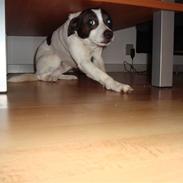 Dansk svensk gaardhund Felix Kommet i ny familie