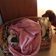 Fransk bulldog Kalle 