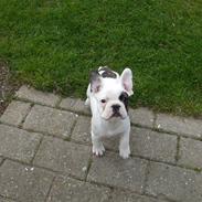 Fransk bulldog Kalle 