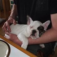 Fransk bulldog Kalle 