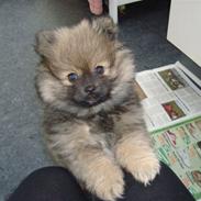 Pomeranian Morgan 