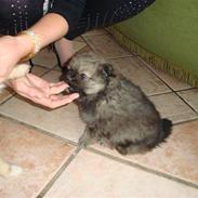 Pomeranian Morgan 