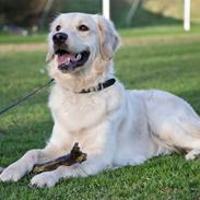 Golden retriever Shadow