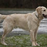 Golden retriever Shadow