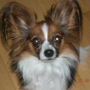 Papillon Lulu