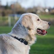 Golden retriever Shadow