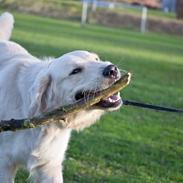 Golden retriever Shadow