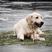 Golden retriever Shadow