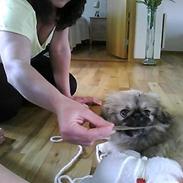 Pekingeser bella